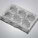 Corning 354652 Microplate Gelatin 6 Well Flat Bottom with Lid Pack of 5 Plates Lab Consumables::Storage and Culture Plates BioCoat