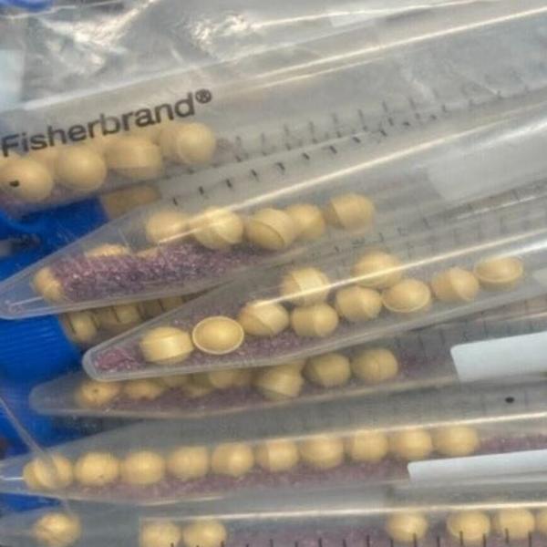 MP Biomedicals Lysing Matrix A 15 ml Pack of 25 Tubes Other MP Biomedicals