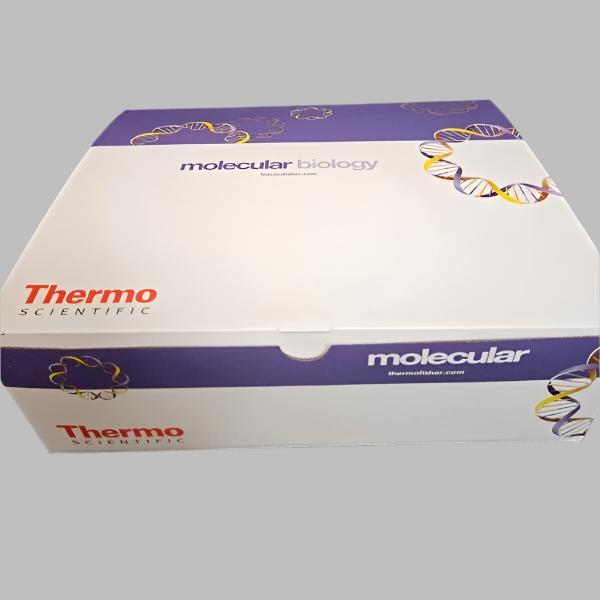 Thermo Scientific 8 Tube Strip with Flat Cap 0.2 ml 250 Strips Lab Consumables::Tubes, Vials, and Flasks Thermo Scientific