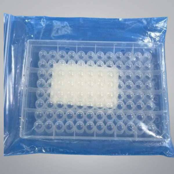 Thermo Scientific Microplate PCR Hybridization 96 Well Plate Lab Consumables::Storage and Culture Plates Thermo Scientific